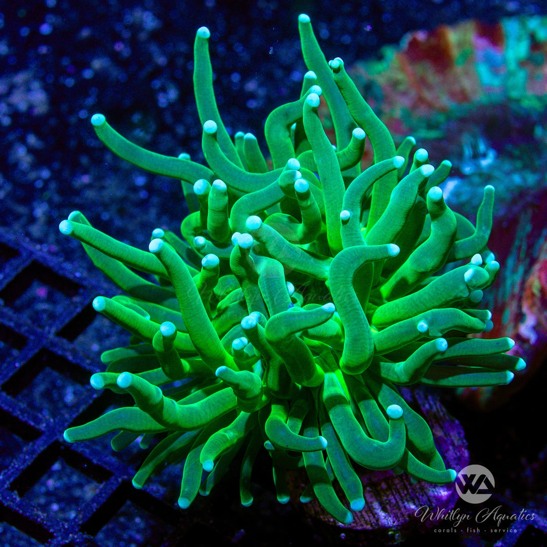 D59 - WA Emerald Green Torch - WYSIWYG