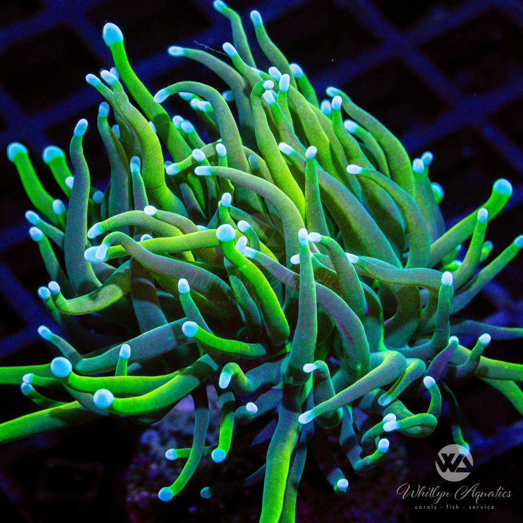 A59 - Indo Gold Torch - WYSIWYG