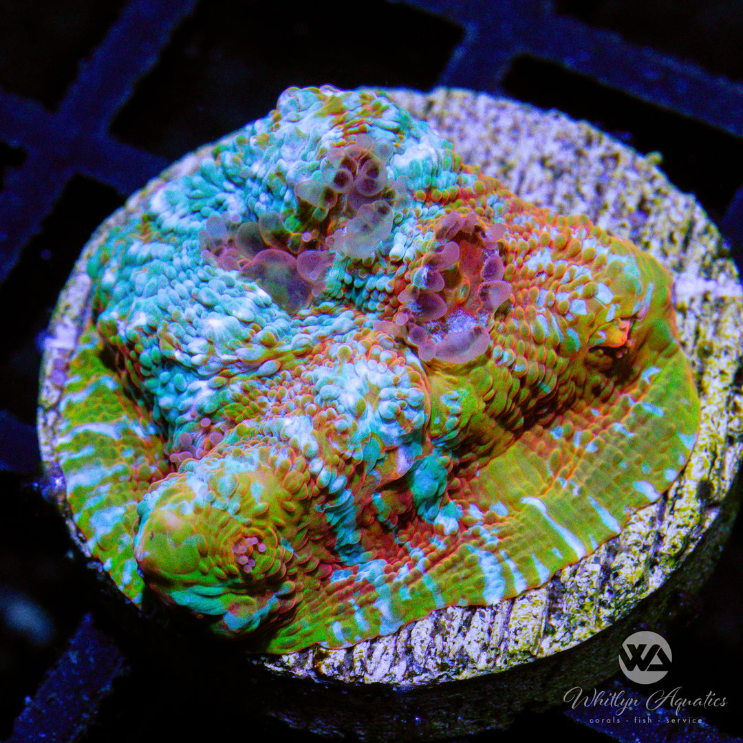 C42 - WA Camo Chalice - WYSIWYG - Whitlyn Aquatics