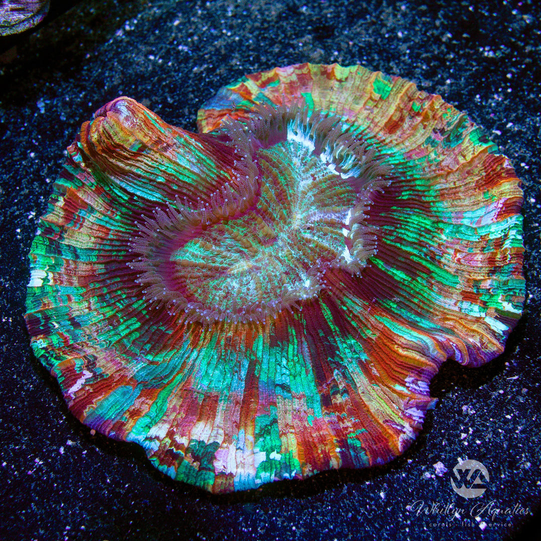 D60 - Rainbow Trachy (~6") - WYSIWYG