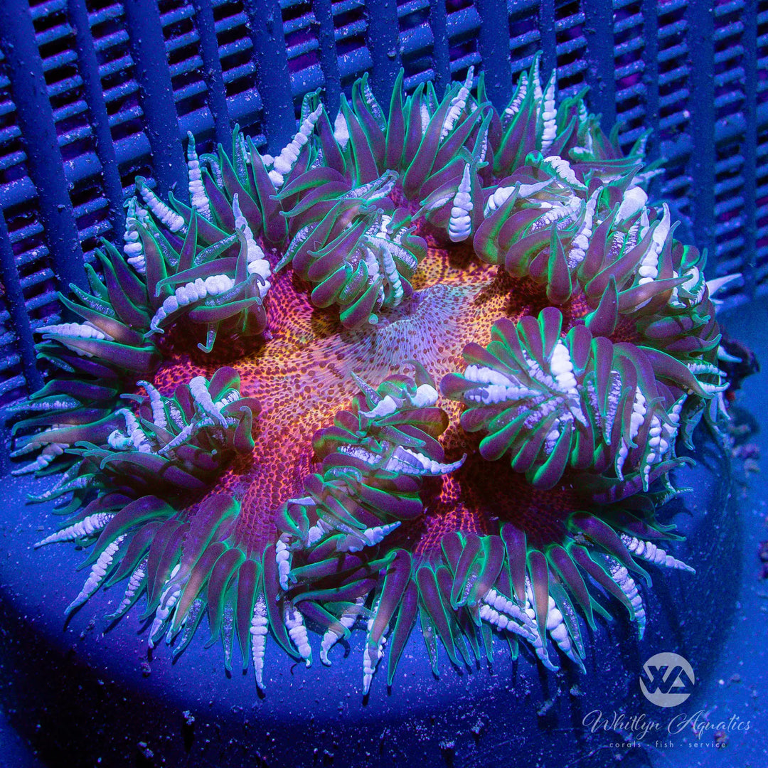 30D - XL Orange & Green Rock Flower Anemone (~3") - WYSIWYG