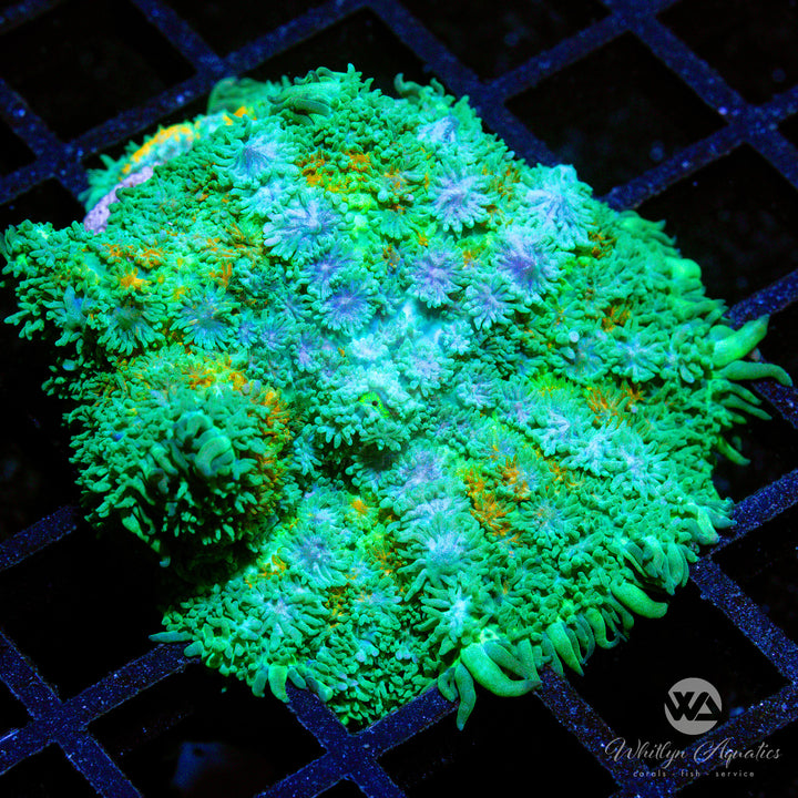 C45 - XL WA Calico Pincushion Mushroom - WYSIWYG - Whitlyn Aquatics