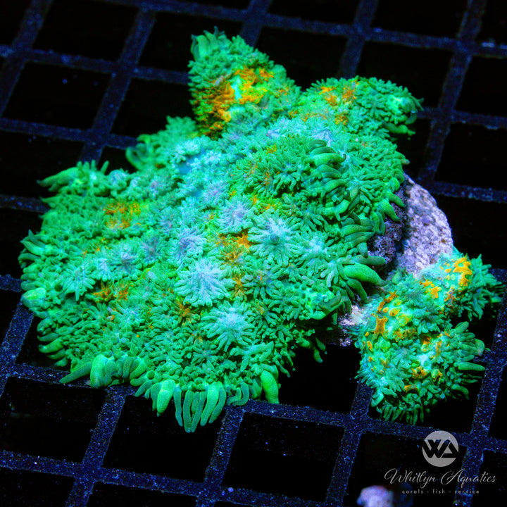 C45 - XL WA Calico Pincushion Mushroom - WYSIWYG - Whitlyn Aquatics