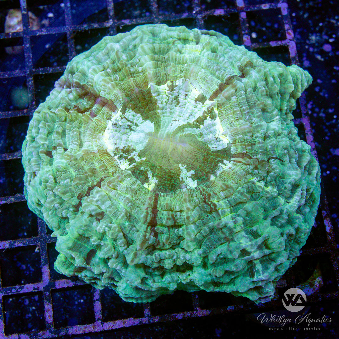 63D - Metallic Green Acantho (4-5") - WYSIWYG