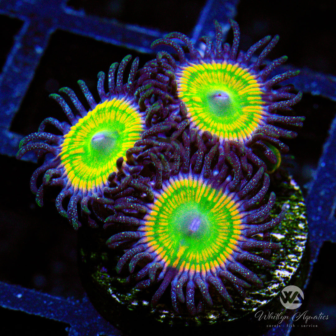 C43 - Sunny D Zoanthid - WYSIWYG - Whitlyn Aquatics