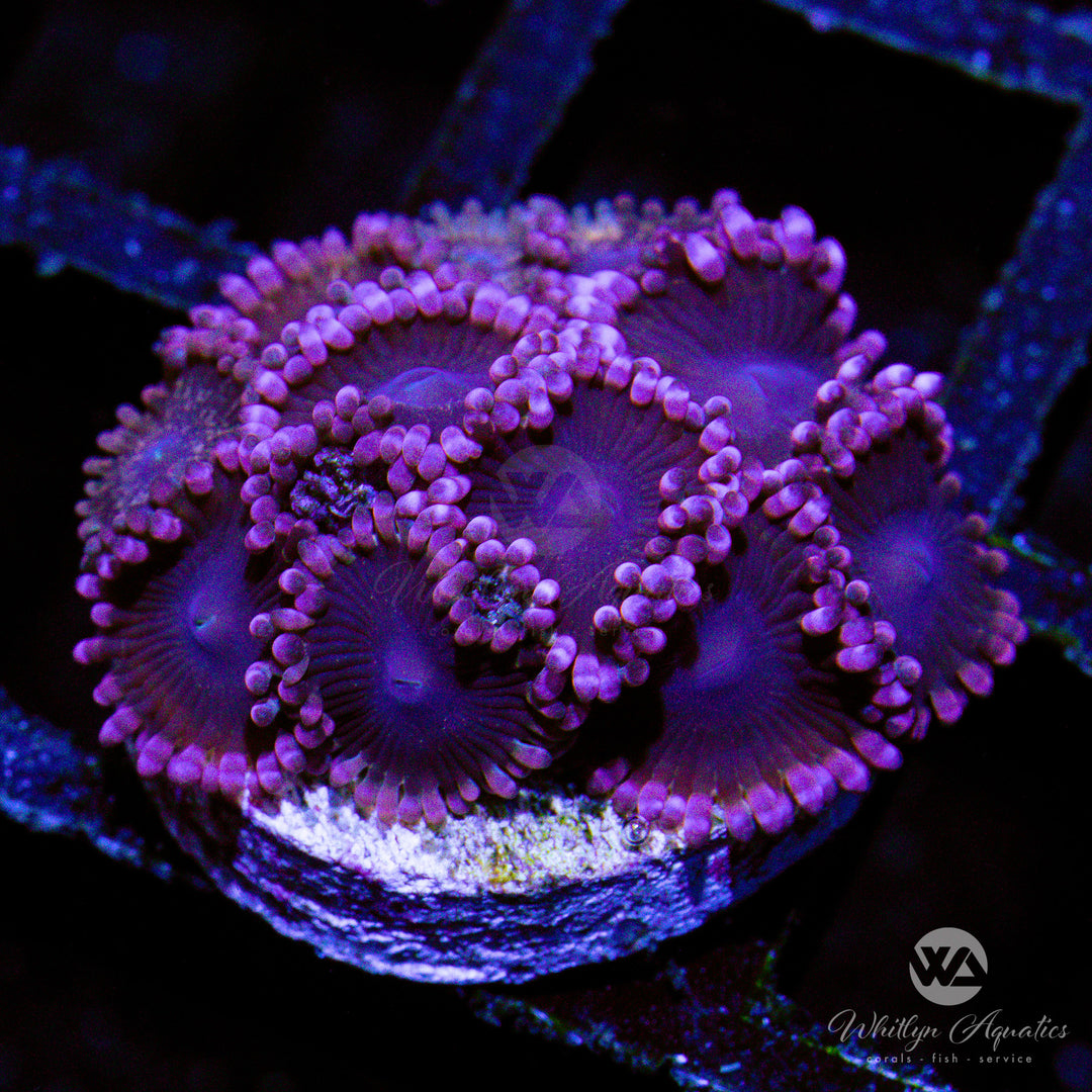 C44 - WA Ballerina Zoanthid - WYSIWYG - Whitlyn Aquatics