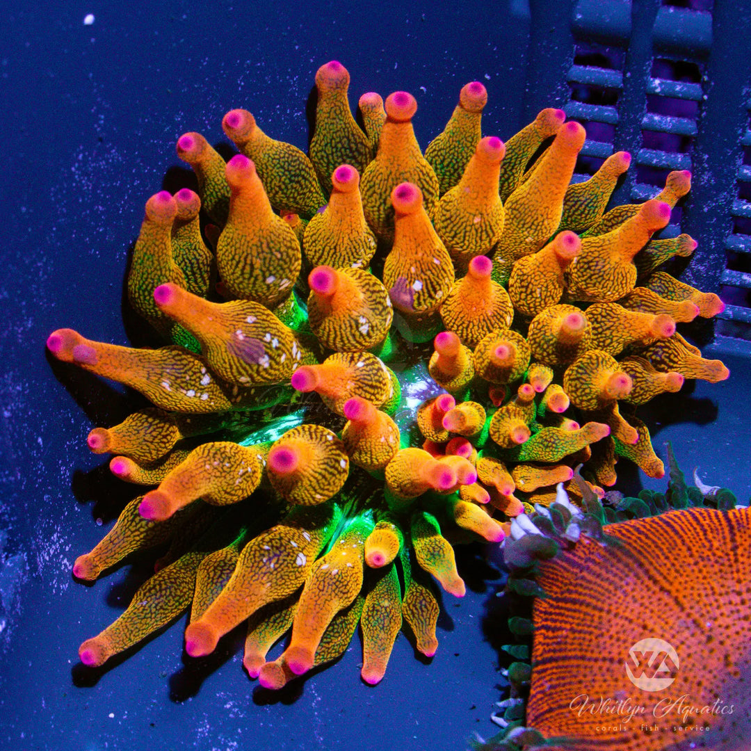 59B - Ultra Rainbow Bubble Tip Anemone - WYSIWYG