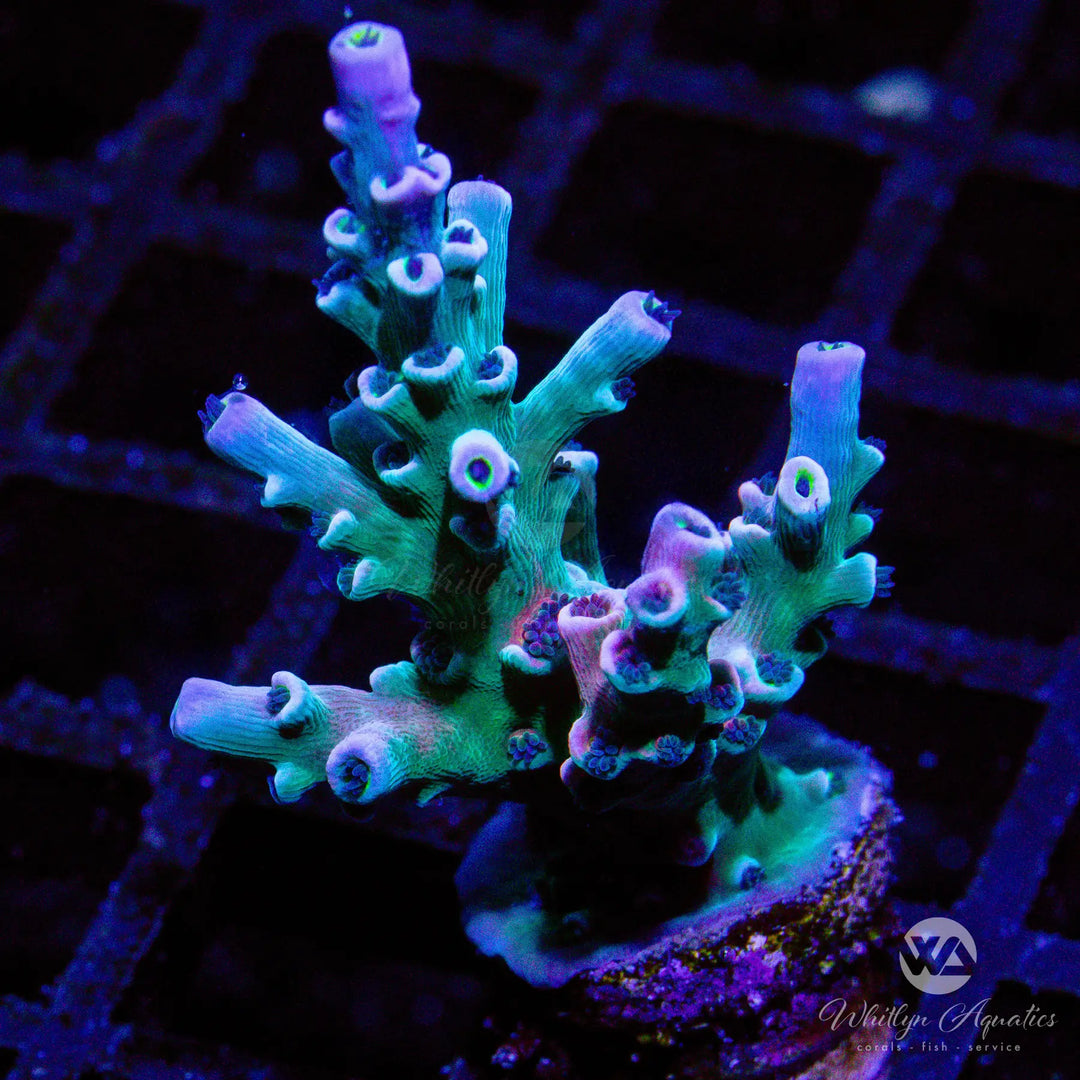 D54 - WA Vivid Insanity Acro - WYSIWYG