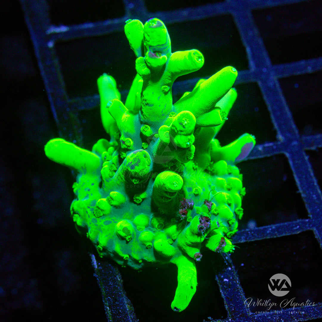 C46 - WA Glowstick Acropora - WYSIWYG - Whitlyn Aquatics