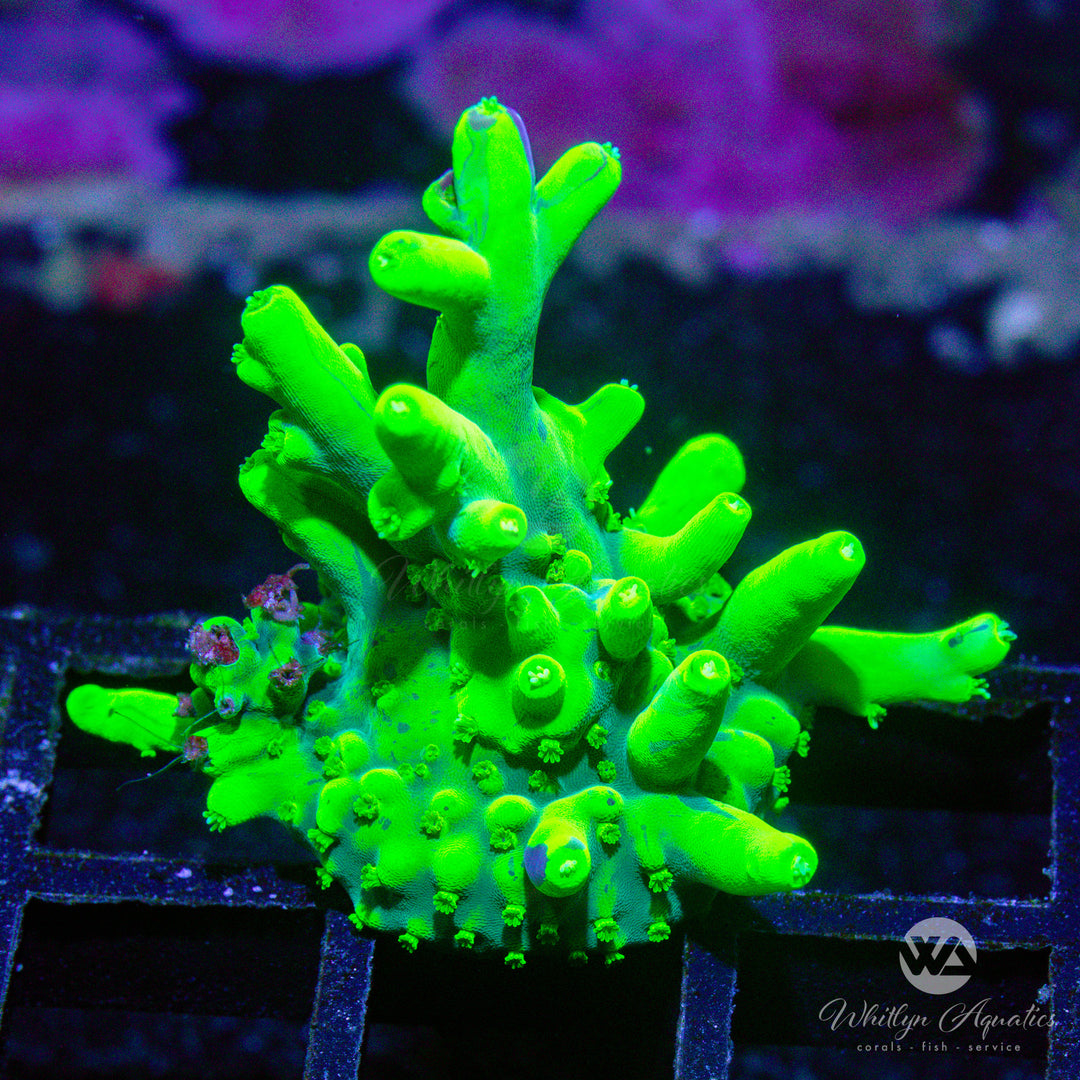 C46 - WA Glowstick Acropora - WYSIWYG - Whitlyn Aquatics