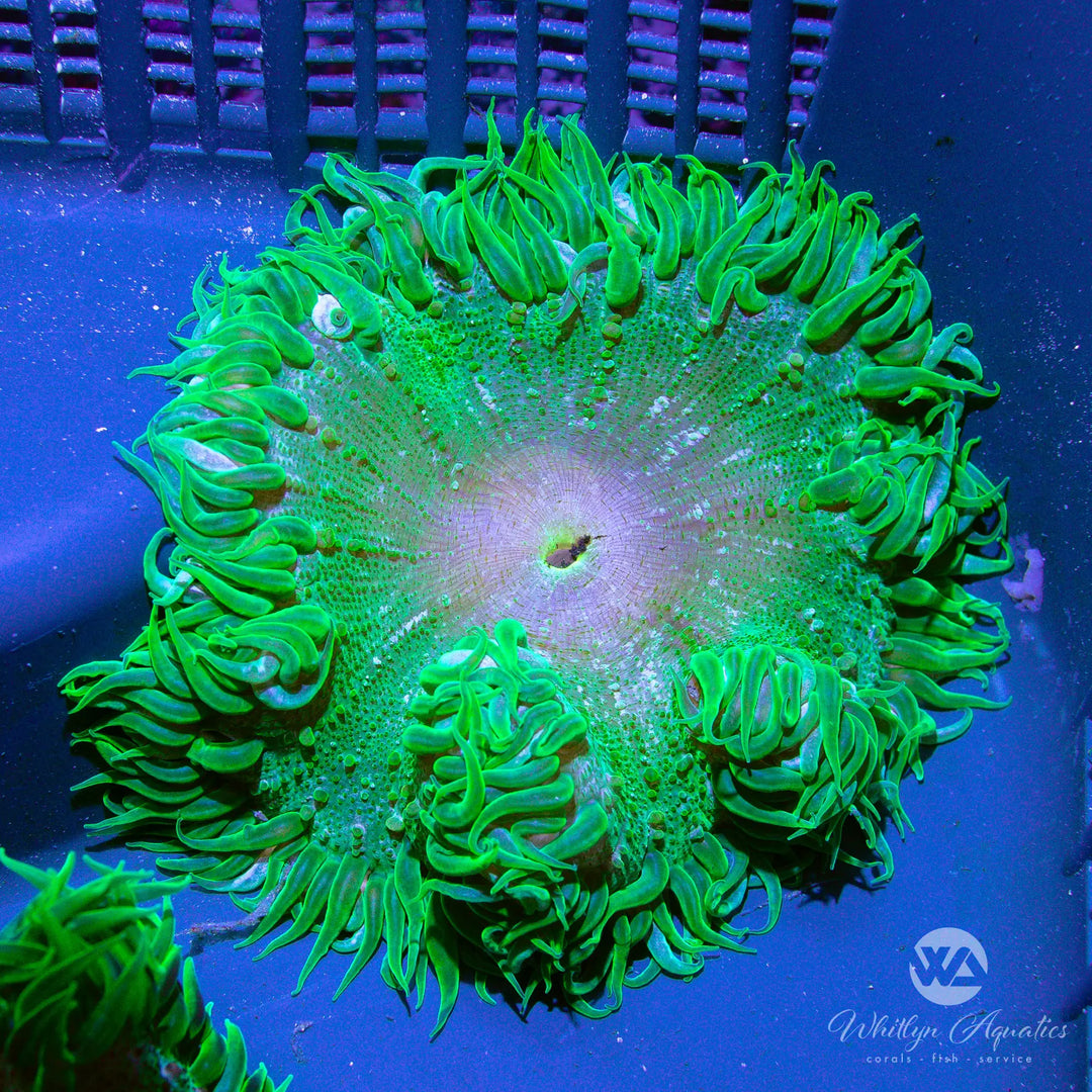1B - XL Rock Flower Anemone (~3") - WYSIWYG