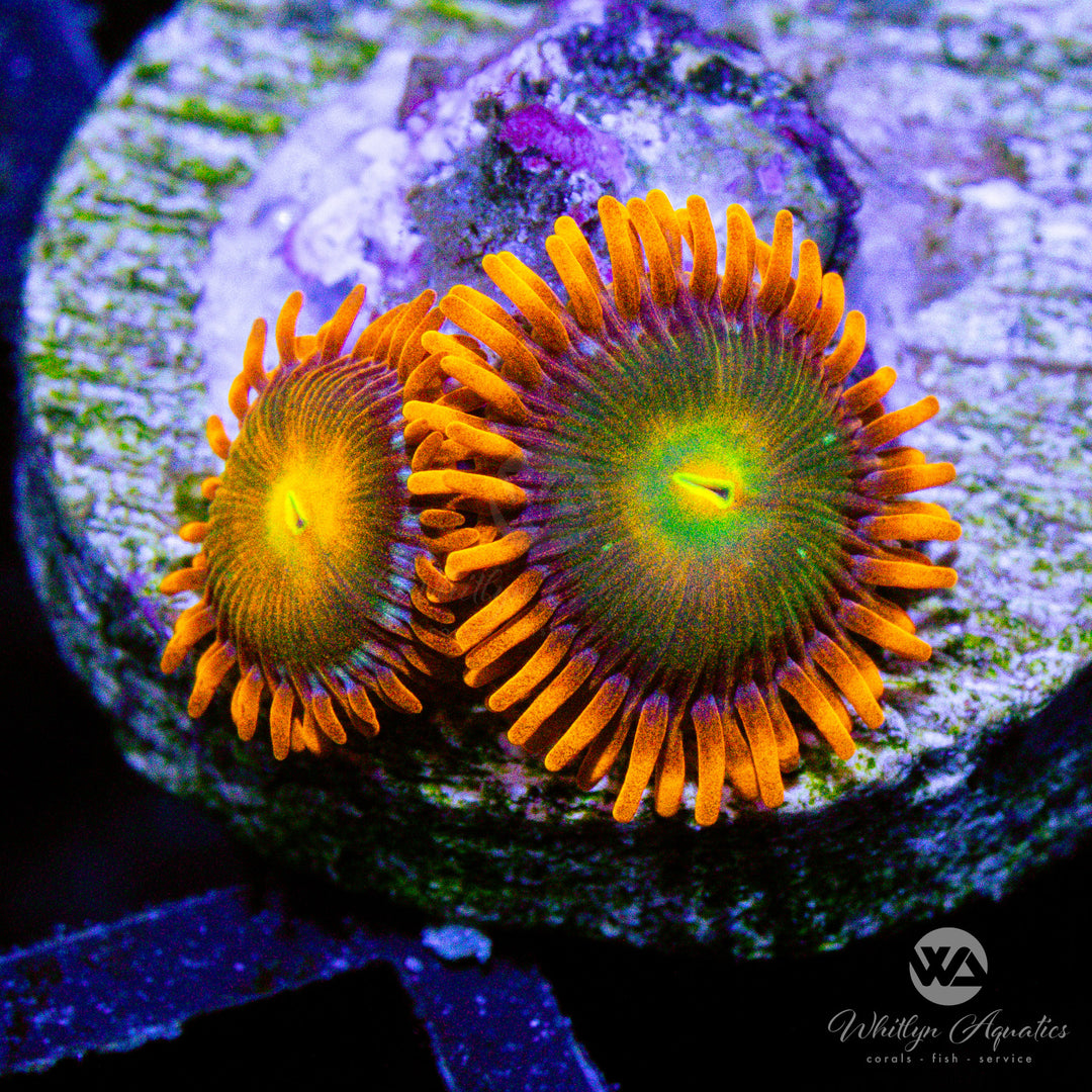 C47 - [NEW RELEASE!] Lorax Zoa - WYSIWYG - Whitlyn Aquatics