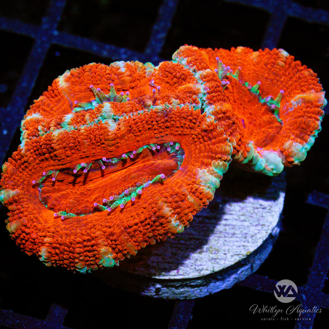 C48 - WA Red Dead Acan - WYSIWYG - Whitlyn Aquatics