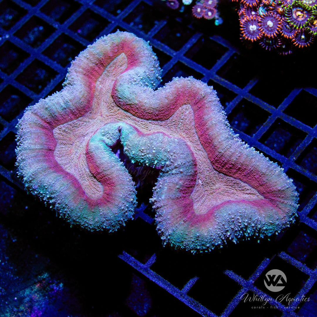 C55 - Maroon Lobo - WYSIWYG