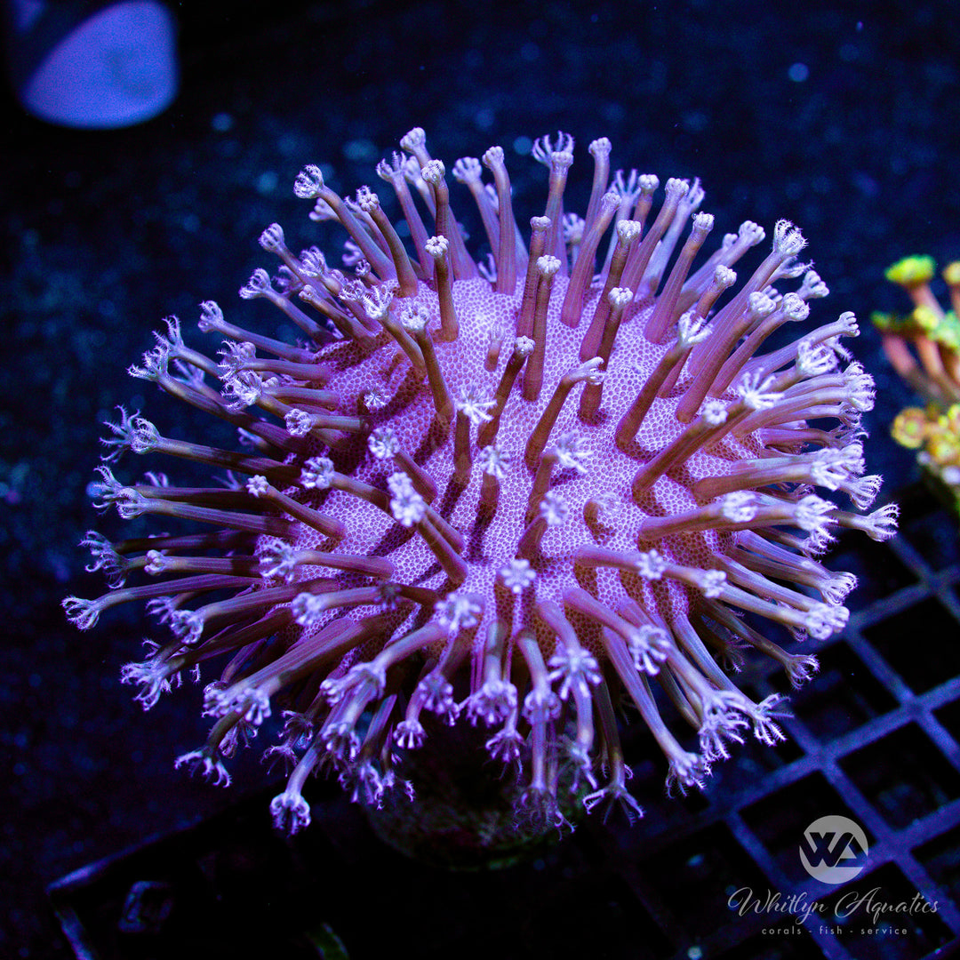 A55 - XL Weeping Willow Toadstool - WYSIWYG