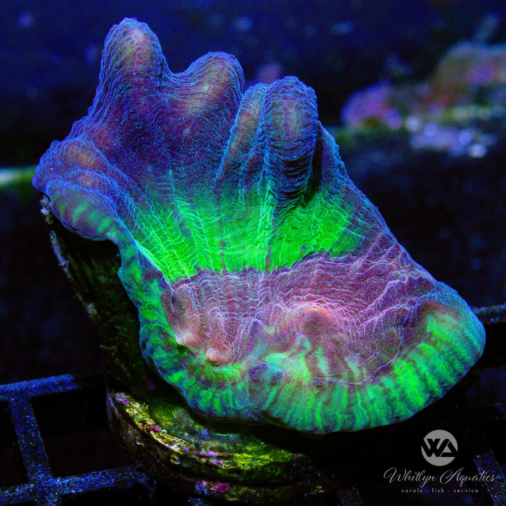 Coral Auction 7 – Whitlyn Aquatics