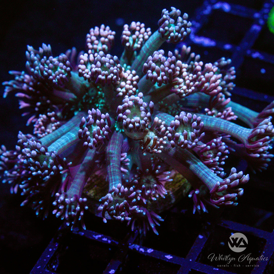 D03 - WA Peachy Keen Goni - WYSIWYG - Whitlyn Aquatics