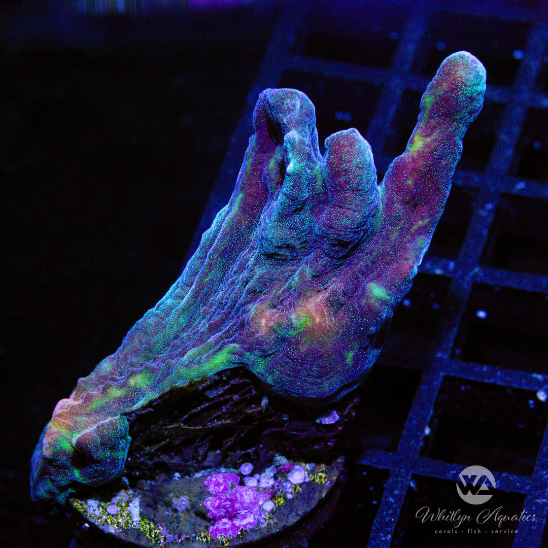 C05 - Rainbow Pectinia - WYSIWYG - Whitlyn Aquatics