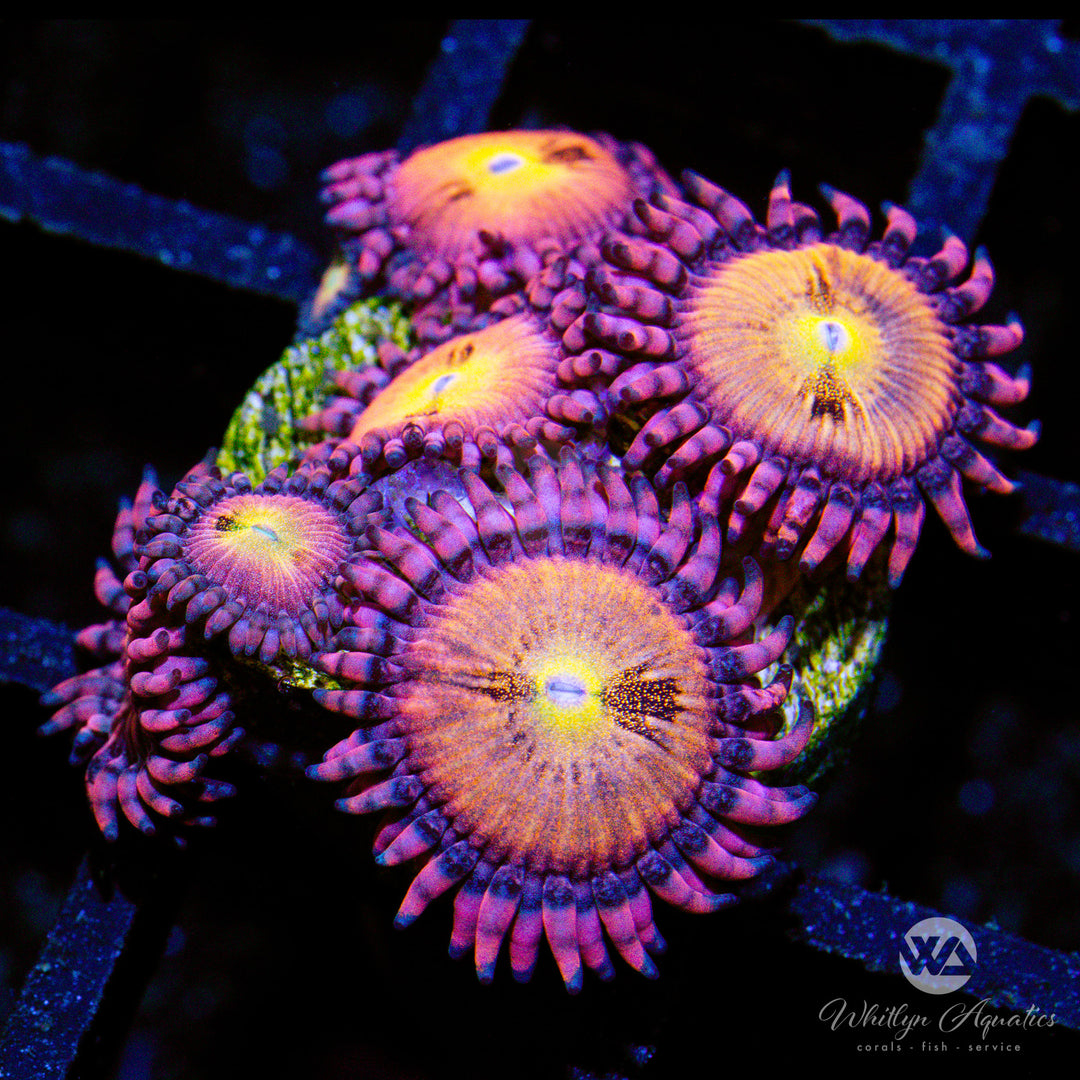 C49 - Halle Berry Zoa - WYSIWYG - Whitlyn Aquatics