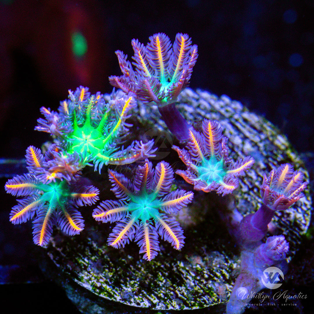 C50 - Rainbow Clove Polyps - WYSIWYG - Whitlyn Aquatics