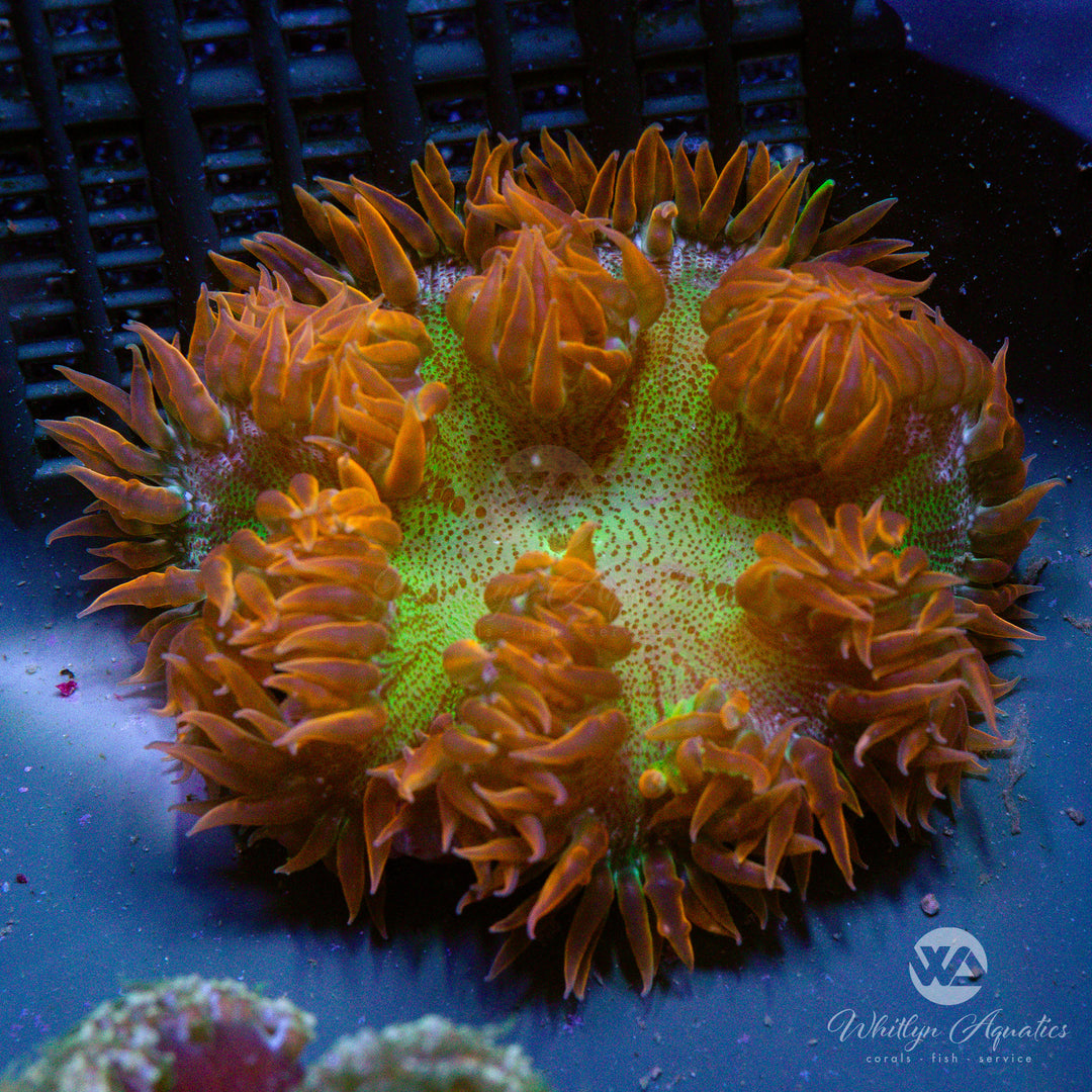 52D - Rock Flower Anemone - WYSIWYG