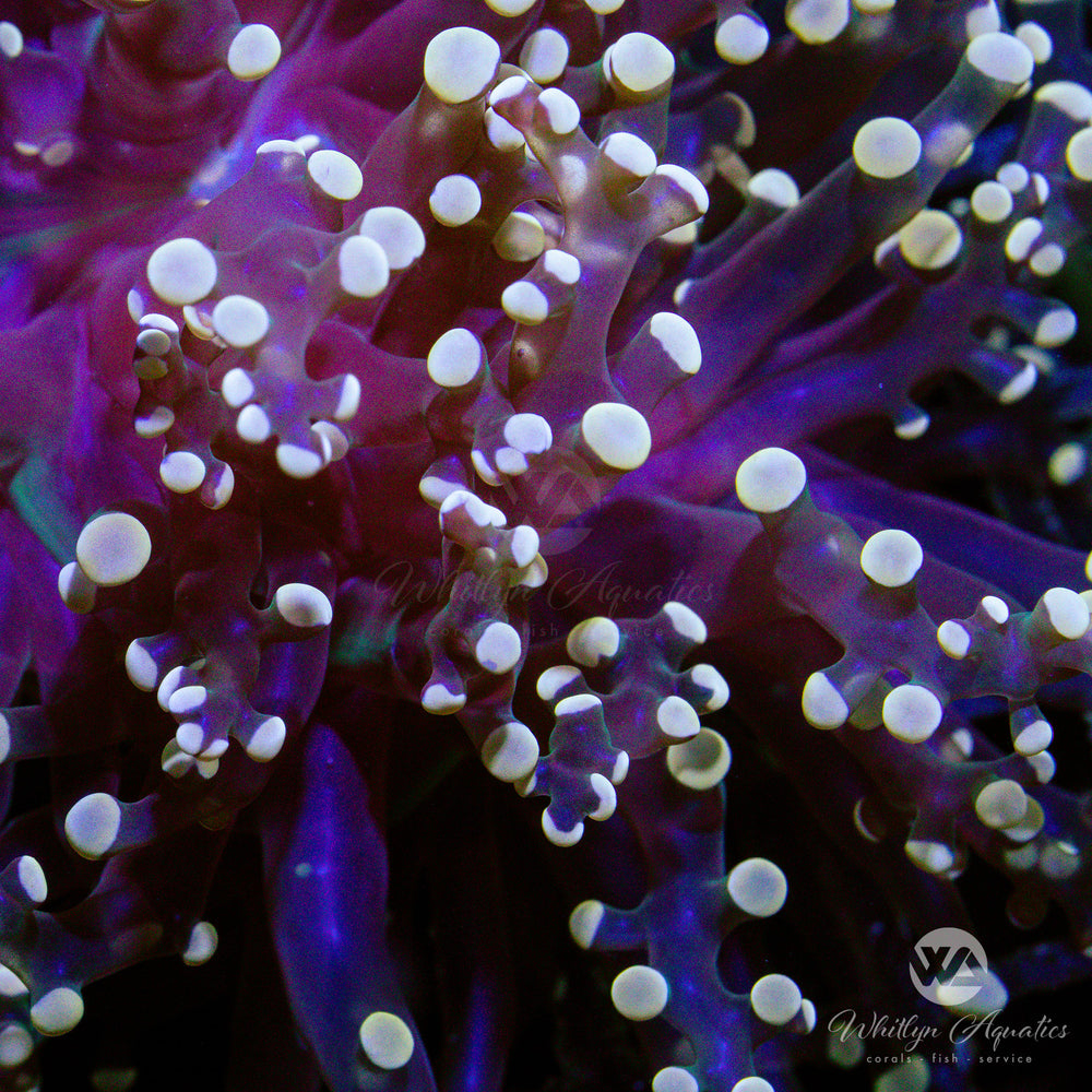 C51 - XXL Peach Octospawn - WYSIWYG - Whitlyn Aquatics