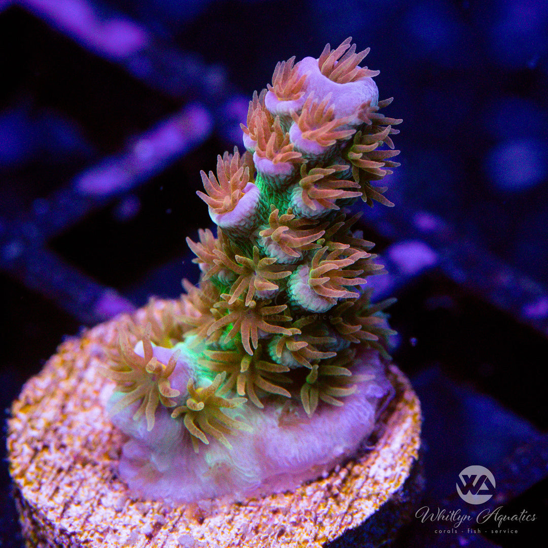 WA Heartbreaker Acropora - WYSIWYG