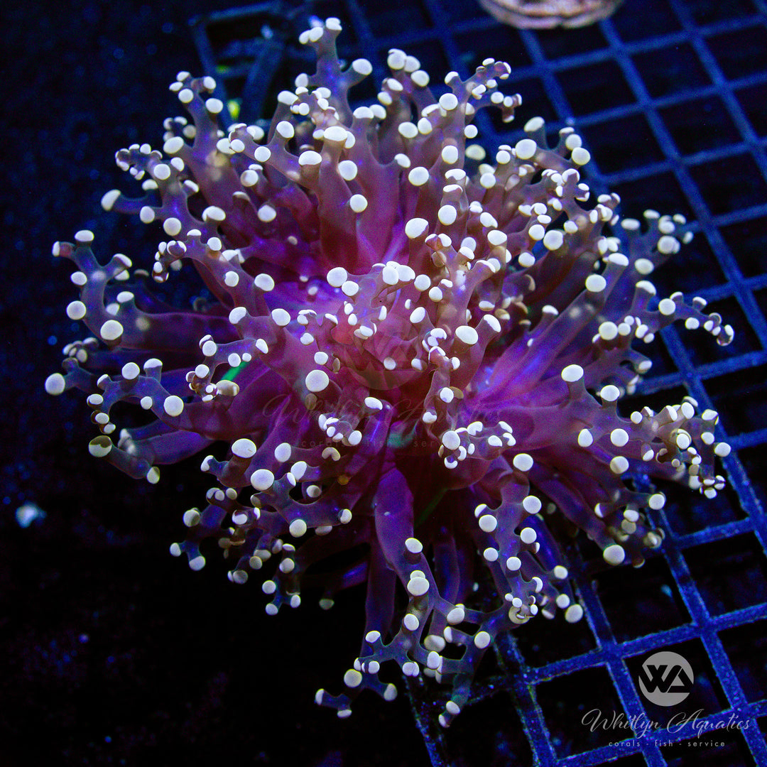 C51 - XXL Peach Octospawn - WYSIWYG - Whitlyn Aquatics