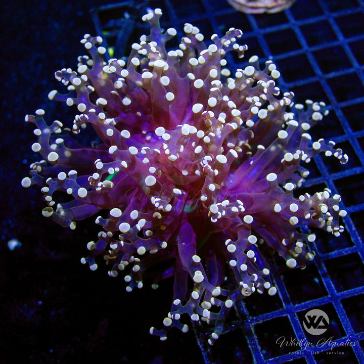 C51 - XXL Peach Octospawn - WYSIWYG - Whitlyn Aquatics