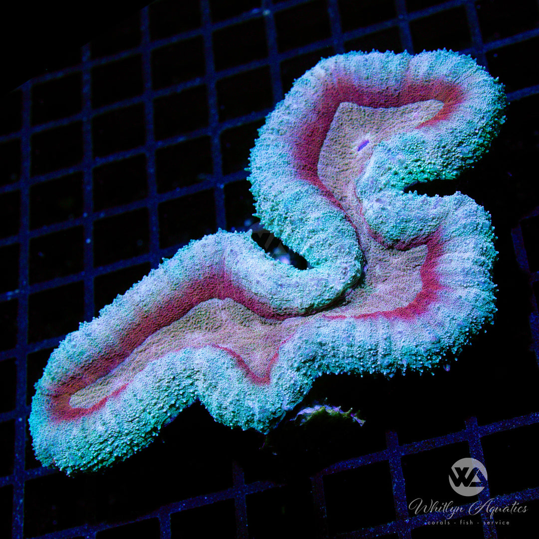 B58 - XL Wa Frozen Magma Lobo - WYSIWYG