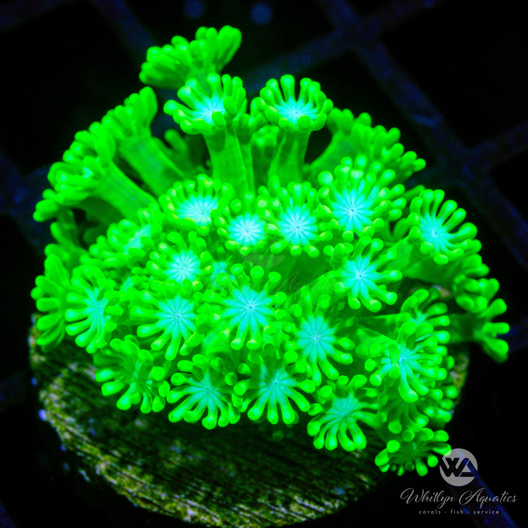 C54 - WA Mr. Grinch Alveopora - WYSIWYG - Whitlyn Aquatics