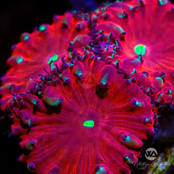 D51 - WA Jawbreaker Blastomussa - WYSIWYG - Whitlyn Aquatics