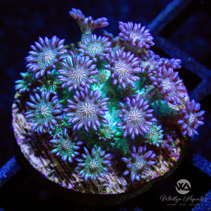C56 - Glitter Bomb Goniopora - WYSIWYG - Whitlyn Aquatics