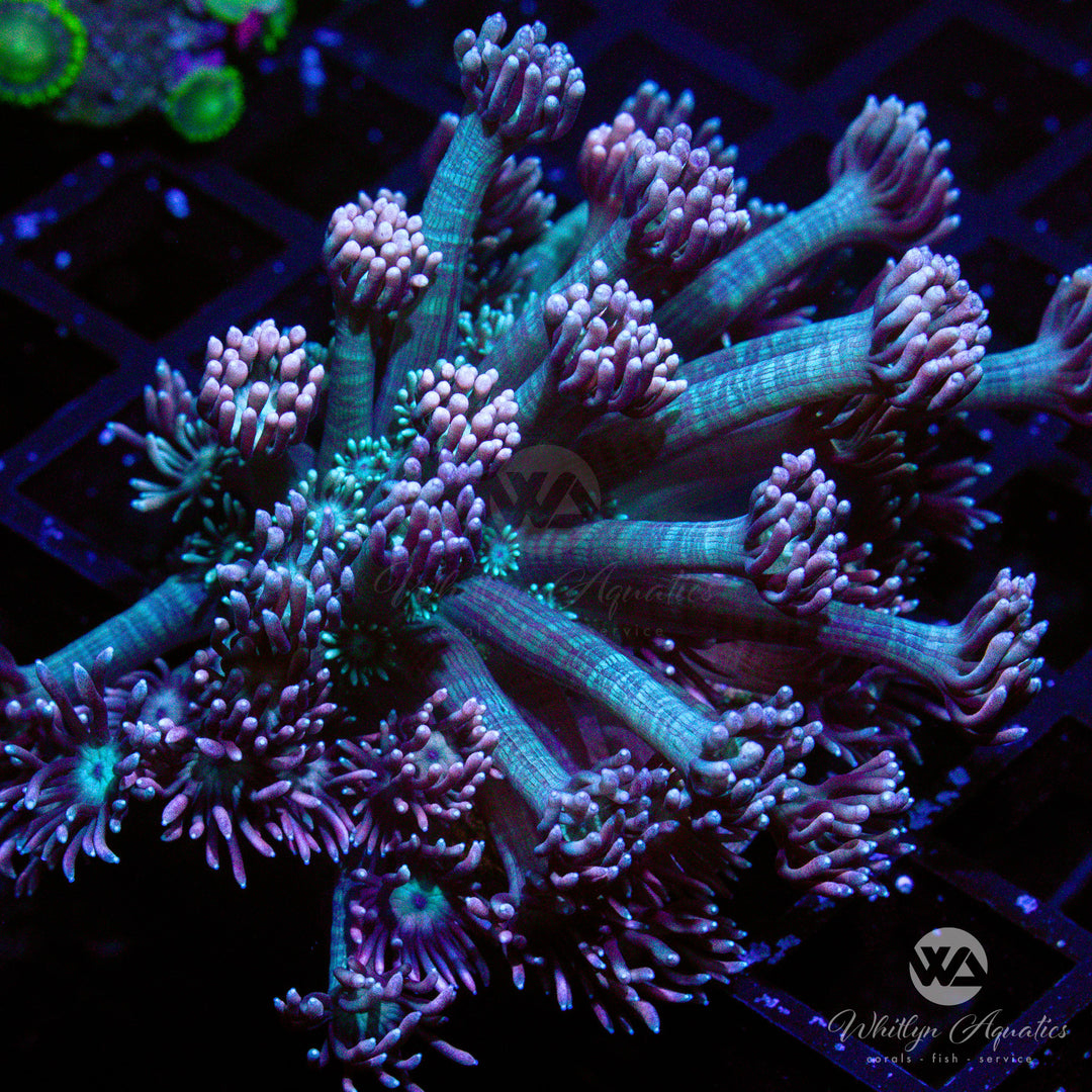 D03 - WA Peachy Keen Goni - WYSIWYG - Whitlyn Aquatics