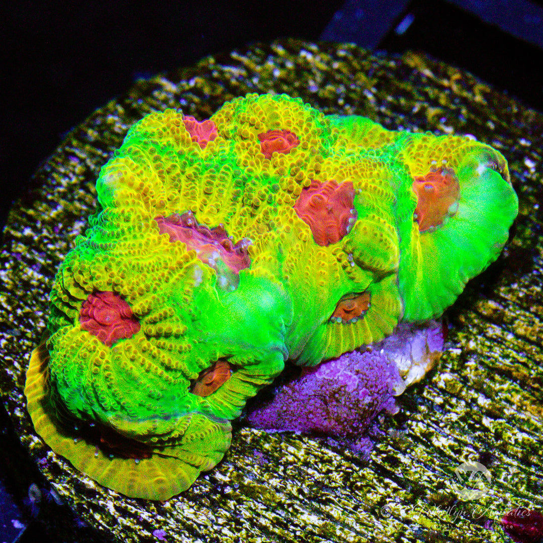 C06 - Fascination Favia - WYSIWYG - Whitlyn Aquatics