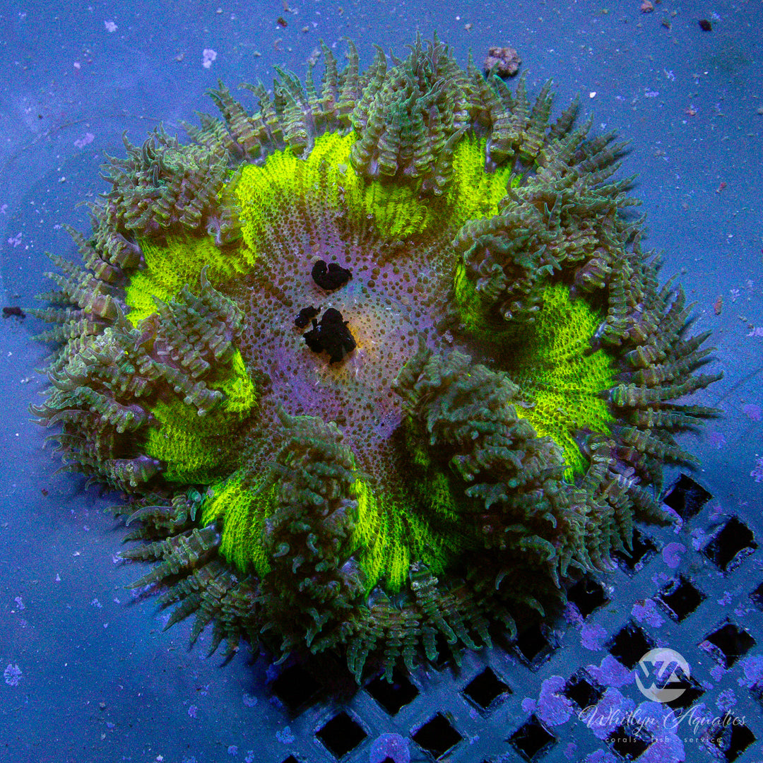 32D - Rock Flower Anemone - WYSIWYG