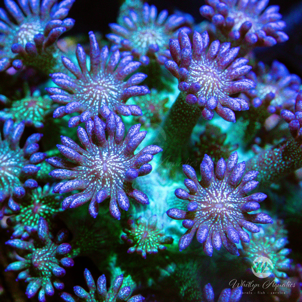 C56 - Glitter Bomb Goniopora - WYSIWYG - Whitlyn Aquatics
