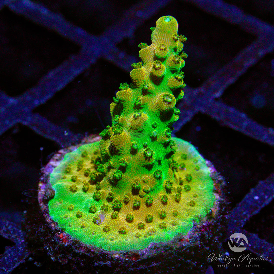 D54 - Tropicana Acropora - WYSIWYG