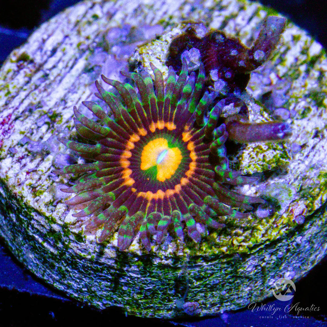B09 - Rainbow Incinerator Zoa - WYSIWYG