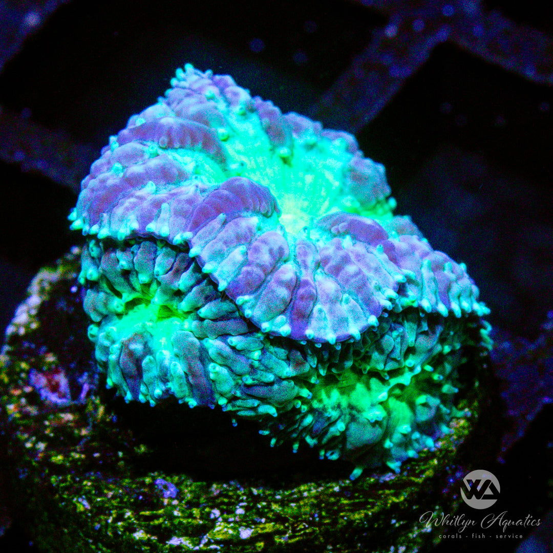 (U8) WA Green Goblin Blasto - WYSIWYG