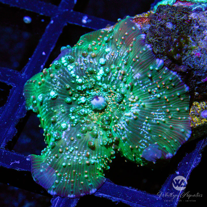 C07 - [NEW RELEASE!] WA Funfetti Mushroom - WYSIWYG - Whitlyn Aquatics