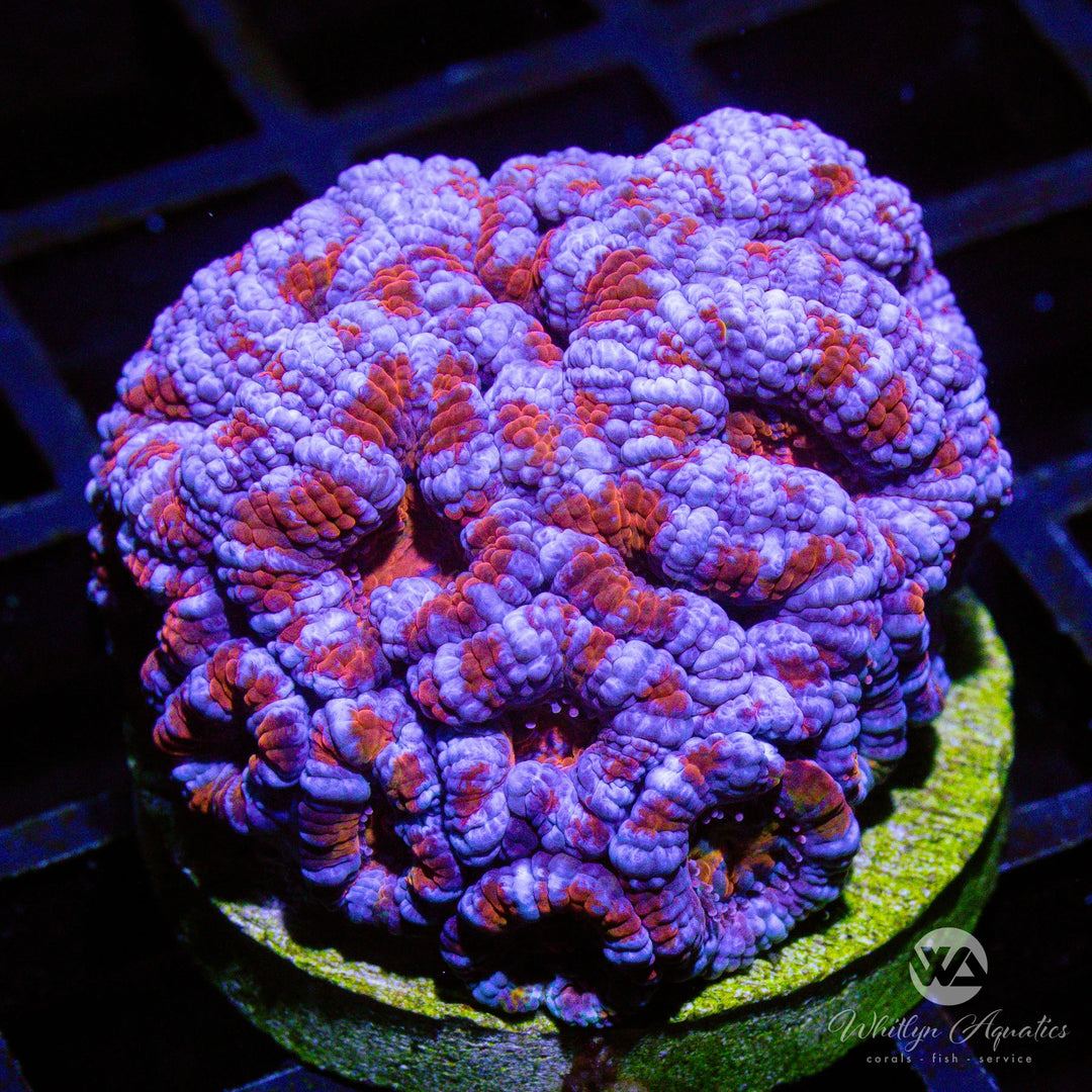 D11 - WA Papa Smurf Acan - WYSIWYG