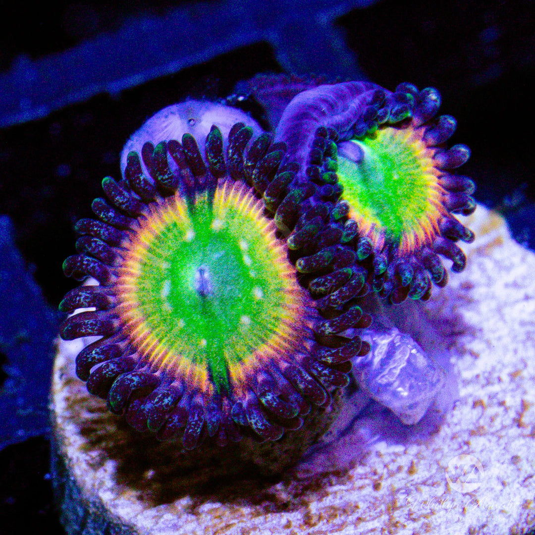 C09 - Rainbow Infusion Zoa - WYSIWYG