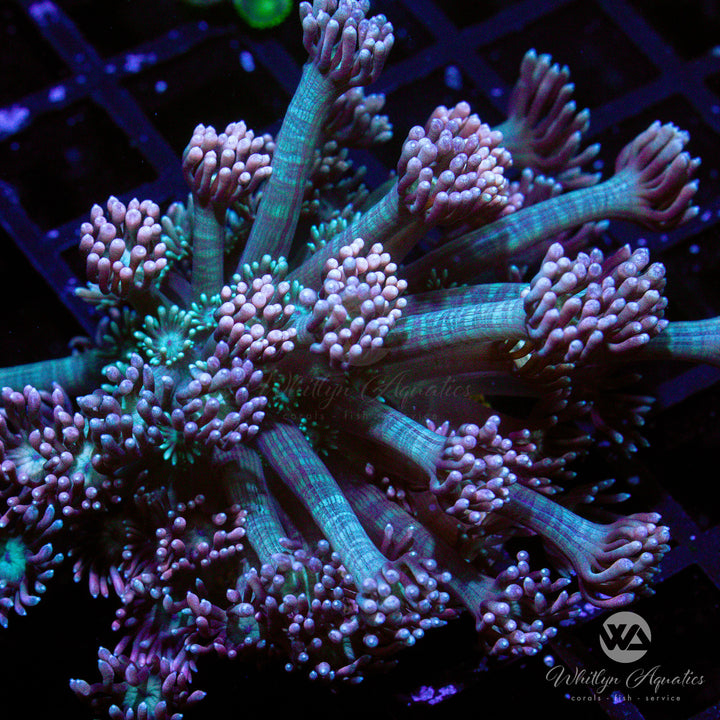 D03 - WA Peachy Keen Goni - WYSIWYG - Whitlyn Aquatics