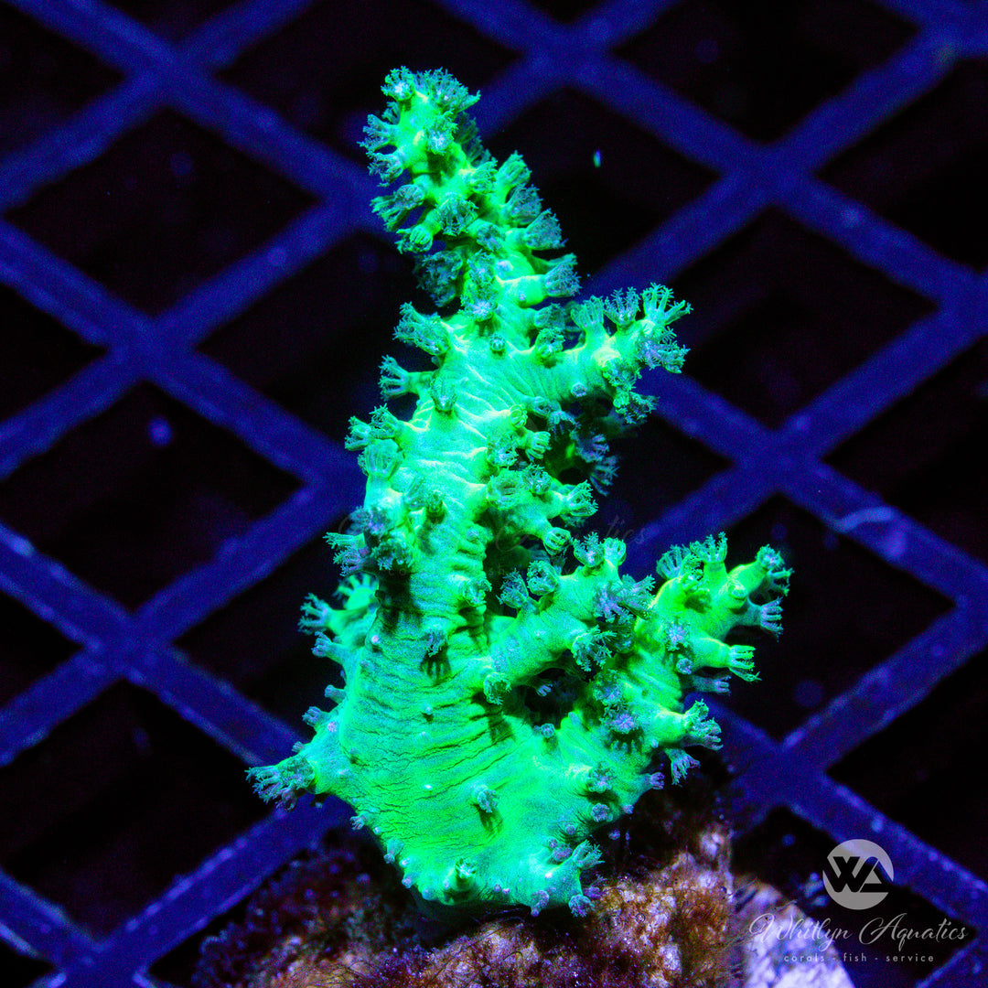 D08 - Neon Green Nephthea - WYSIWYG