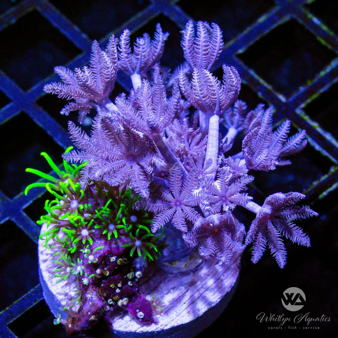 D13 - Xenia / GSP Combo - WYSIWYG