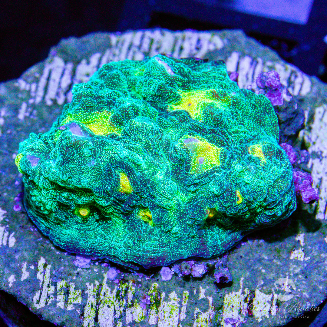 A02 - Space Invader Chalice - WYSIWYG