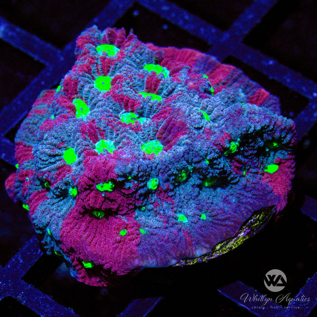 C08 - War Coral Favia - WYSIWYG - Whitlyn Aquatics