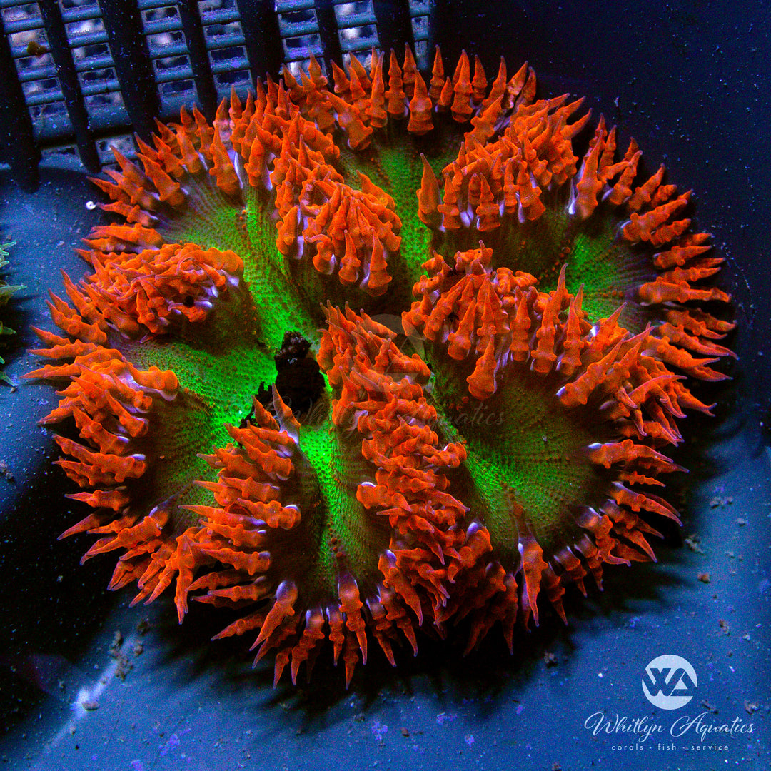 1D - Rock Flower Anemone - WYSIWYG
