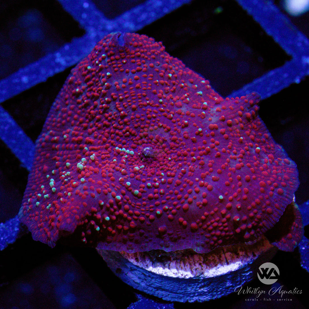 C11 - [NEW RELEASE!] WA Redrum Mushroom - WYSIWYG